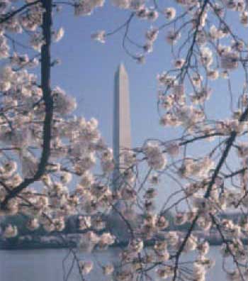 Cherry Blossom Festival